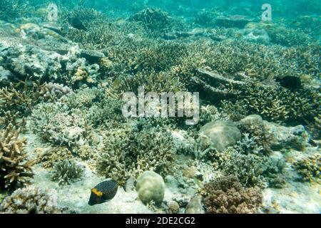 La beauté sous-marine de l'île de Menjangan, parc national de Bali Ouest, Indonésie. Banque D'Images