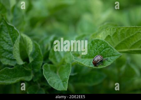 Coléoptère du Colorado sur une plante de la pomme de terre. Légumes végétaux. Concept d'agriculture. Photo de haute qualité Banque D'Images