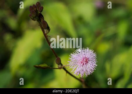 Gros plan de Mimosa pudica également connu comme plante de honte ou de shameplant, sensible, endormi, action, touch-me-pas, plante de zombie. Banque D'Images