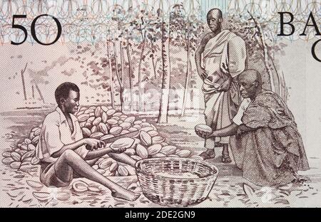 Agriculteurs africains qui fendent des gousses de cacao au Ghana 50 ccei (1980) clôture de billets, Afrique monnaie ghanéenne gros plan Banque D'Images