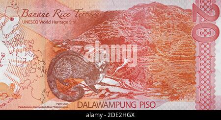 Banaue Rice Terraces et Palm civet sur Philippine 20 peso (2010) billet de banque closeup, Philippines argent gros plan. Banque D'Images