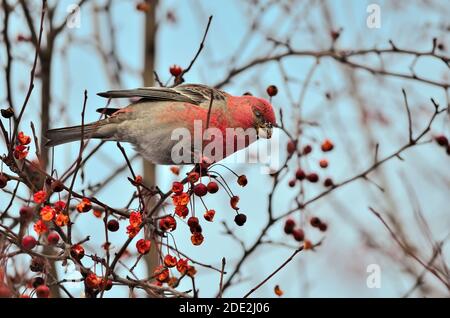 Grand Rosefinch mâle ou Carpodacus rubicilla baies d'hiver se nourrissant. Oiseau sauvage coloré avec poitrine rouge sur branche d'arbre avec baie rouge. Birdwa Banque D'Images