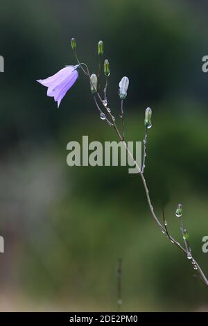 Harebell (Campanula rotundifolia) sur la réserve de conservation des papillons de la Banque Rough à Camp, Gloucestershire Banque D'Images