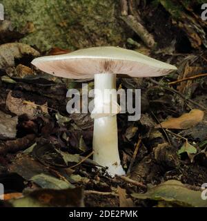 Faux champignon Deathcap (Amanita citrina) dans le parc Woodchester SSSI (propriété du National Trust) près de Nailsworth et Stroud, Gloucestershire Banque D'Images