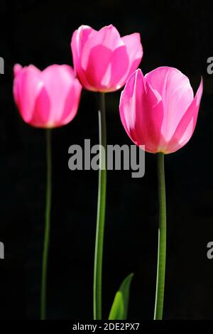La beauté des tulipes Banque D'Images