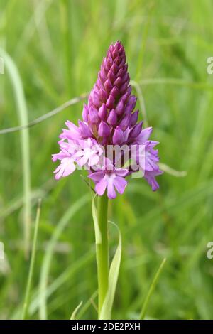 Orchidée pyramidale (Anacamptis pyramidalis) sur la réserve de conservation des papillons de la Banque Rough (SSSI), Camp, Gloucestershire, Angleterre Banque D'Images