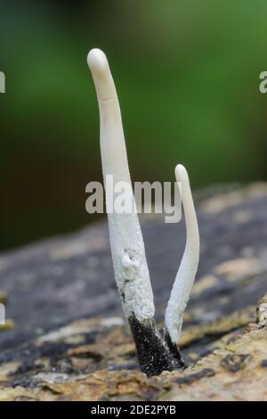 Le champignon du tabac à priser (Xylaria hypoxylon) dans le parc Woodchester SSSI (National Trust) près de Nailsworth et Stroud, Gloucestershire, Angleterre, Royaume-Uni Banque D'Images