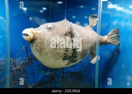 poisson de porc-épic, sur fond bleu. exposition d'animaux marins Banque D'Images