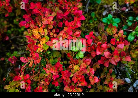 Arbustes de bleuets sauvages sur le sol de la forêt dans ses couleurs d'automne rouge vif. . Photo de haute qualité Banque D'Images