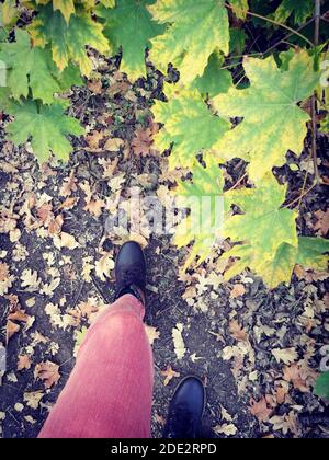 Pattes femelles en jeans roses près de l'érable avec des feuilles vertes dans la forêt. Vue de dessus. Banque D'Images