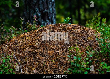 Fourmilière dans les bois fabriqués à partir d'aiguilles de pin et de branches, abrite une grande colonie de fourmis. Banque D'Images
