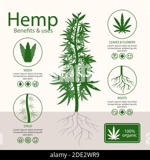 Avantages du chanvre de cannabis illustration vectorielle Illustration de Vecteur