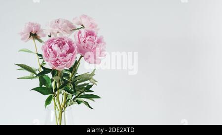 Magnifique bouquet de pivoines rose pâle dans un vase en verre sur fond blanc ou gris clair. Bannière. Copier l'espace pour le texte. Banque D'Images