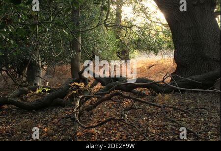 Scène forestière d'automne, une partie enchantée de la forêt de Rendlesham, Suffolk Banque D'Images