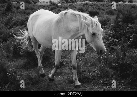 Un cliché en échelle de gris de chevaux blancs paître sur le pâturage Banque D'Images