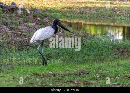 Un porc de Jabiru est le symbole de la région du Pantanal dans le Pantanal, le plus grand au monde au Brésil. Le Pantanal est la plus grande zone humide du monde en 42 Banque D'Images