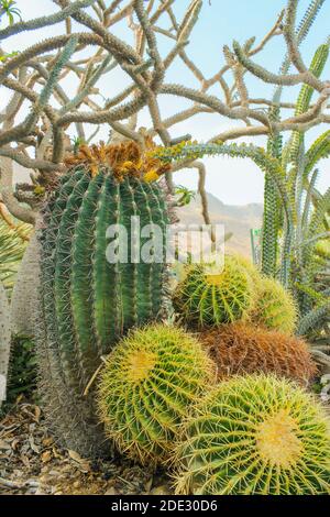 Divers cactus sur le fond d'un paysage désertique Banque D'Images