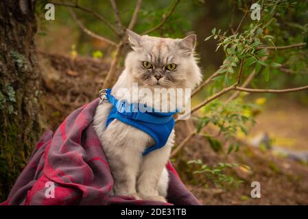 Chat drôle avec harnais bleu et couverture assis à l'extérieur dans la forêt. Banque D'Images