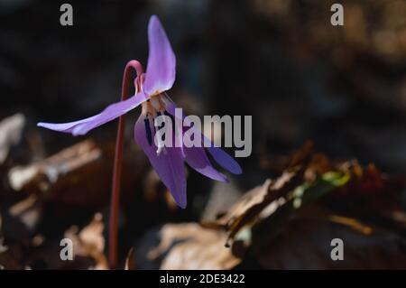 Violette des Dogtooth ou violette des dents des chiens, plante de fin d'hiver ou de début de printemps dans la famille des nénuphars avec fleur de lilas et feuille d'ovat ou de lancéolate, bulbe blanc, Banque D'Images