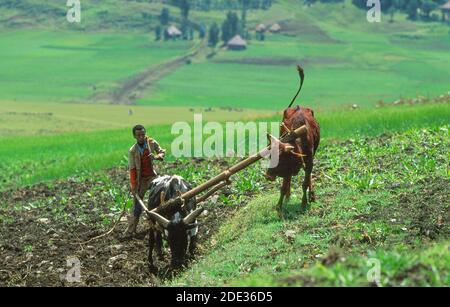 Agriculteur labourant la terre sur sa petite exploitation avec une charrue traditionnelle de marasha ard de bœuf. Province de Wollo, Éthiopie, Afrique Banque D'Images