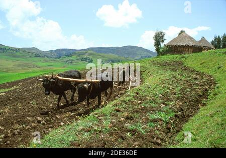 Agriculteur labourant la terre sur sa petite exploitation avec une charrue traditionnelle de marasha ard de bœuf. Province de Wollo, Éthiopie, Afrique Banque D'Images