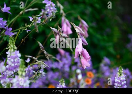 Dierama pulcherrimum,fleurs roses pourpres,fleurs,vivaces,arching,pendante,en forme de cloche,cannes à pêche d'anges,indigofera en arrière-plan,RM Floral Banque D'Images