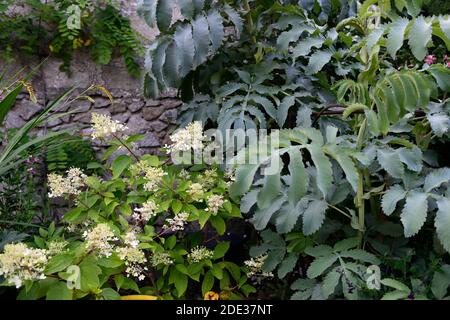 Hydrangea paniculata,Melianthus Major Antonow's Blue,Antonow Honeybush,feuillage vert bleu,feuilles,plante architecturale,jardin,RM Floral Banque D'Images