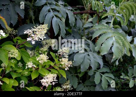 Hydrangea paniculata,Melianthus Major Antonow's Blue,Antonow Honeybush,feuillage vert bleu,feuilles,plante architecturale,jardin,RM Floral Banque D'Images