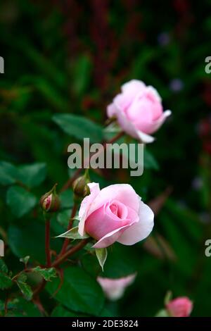 Rosa Gertrude Jekyll Gertrude Jekyll,rose,rose,arbustes,roses,rose,fleurs,fleurs,fleurs floral RM Banque D'Images