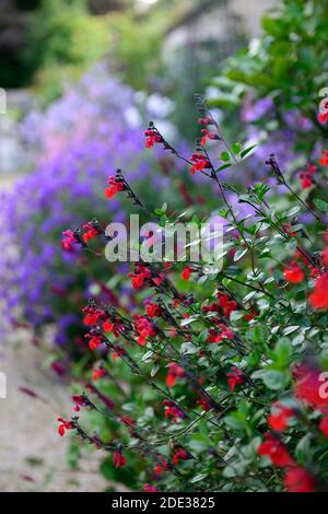 Salvia greggii Royal Bumble,salvias,sauge,sauge,sauge,rouge,rouge,rouge écarlate fleurs,fleurs,fleurs,fleurs,floraison,parfumée,RM Floral Banque D'Images