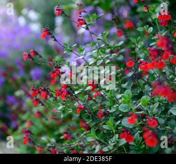 Salvia greggii Royal Bumble,salvias,sauge,sauge,sauge,rouge,rouge,rouge écarlate fleurs,fleurs,fleurs,fleurs,floraison,parfumée,RM Floral Banque D'Images