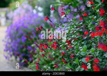 Salvia greggii Royal Bumble,salvias,sauge,sauge,sauge,rouge,rouge,rouge écarlate fleurs,fleurs,fleurs,fleurs,floraison,parfumée,RM Floral Banque D'Images