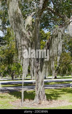 Arbre drapé de mousse espagnole, nature, gracieux, Tillandsia usneoides, plante à fleurs épiphytique, broméliade, Parc national des Everglades; Floride, Flami Banque D'Images