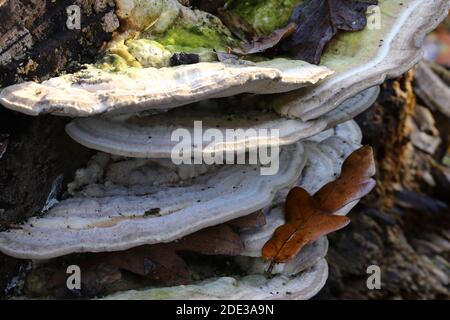 Trametes gibbosa, le support grumeleux Banque D'Images
