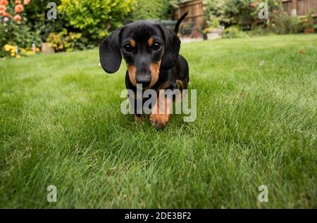 Deux chiots de dachshund Banque D'Images