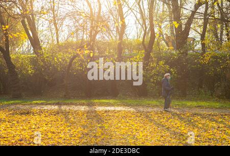 Femme active senior dans le masque faisant l'exercice de marche nordique dans le parc en automne chaud jour Banque D'Images