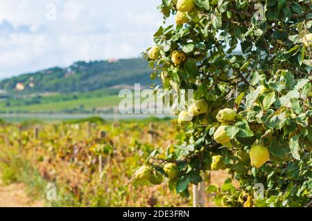 Arbre de Quince et vignoble en Sardaigne Banque D'Images