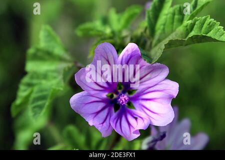 Althaea officinalis fleur violette en fleur Banque D'Images