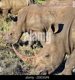 Trois rhinocéros blancs du Sud (Ceratotherium simum simum) en ligne avec leurs têtes en pâturage dans la réserve de sable de Sabi, Afrique du Sud. Banque D'Images