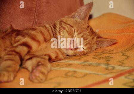 chat endormi sur le lit, amoureux des animaux Banque D'Images