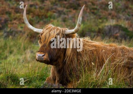 Bétail des Highlands assis sur un champ herbacé, île de Skye, Écosse, Royaume-Uni Banque D'Images