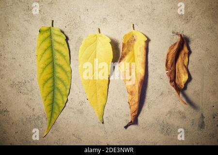 Feuilles automnales sur une table en pierre. Banque D'Images