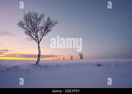 Arbre solitaire sans feuilles recouvert de neige poussant dans le champ hiver au coucher du soleil Banque D'Images