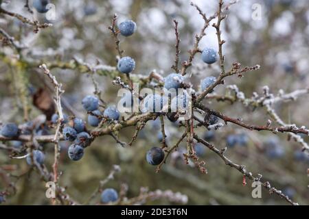 Les baies de noir bleues sur les buissons sont couvertes de givre. Banque D'Images