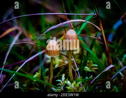 Champignons Liberty Cap sur le sol de la forêt. Gros plan. Photo de haute qualité Banque D'Images