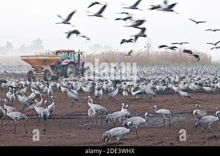 Oiseaux de la grue commune dans le refuge d'oiseaux d'Agamon Hula, Israël Banque D'Images