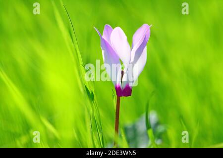 A lone cyclamen flower in the green  grass background Stock Photo