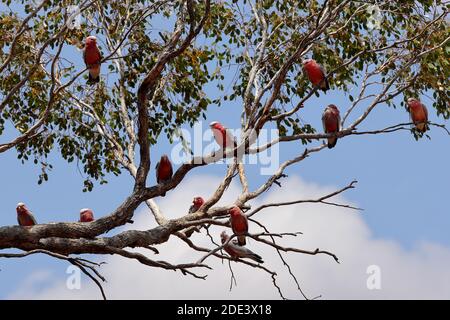 Troupeau de Galah rose et gris perchée dans un eucalyptus Banque D'Images