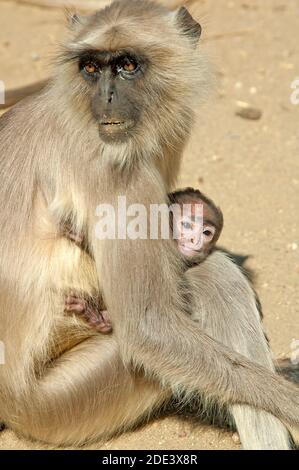 Langur Monkey mère avec un bébé, Inde Banque D'Images