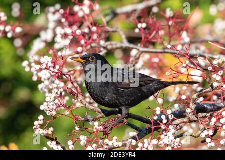 Homme blackbird (Turdus merula) alimentation sur les baies blanches de rowan dans la lumière d'automne Banque D'Images